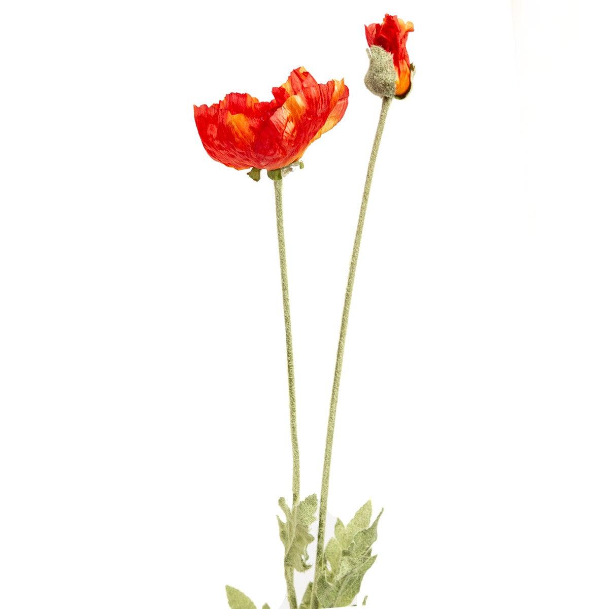 Poppy flower scent clearance