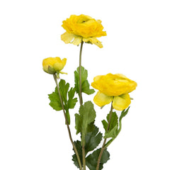 Xuri Renunculus Rose Flower - Home4u