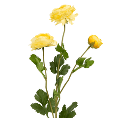 Xuri Renunculus Flower - Home4u