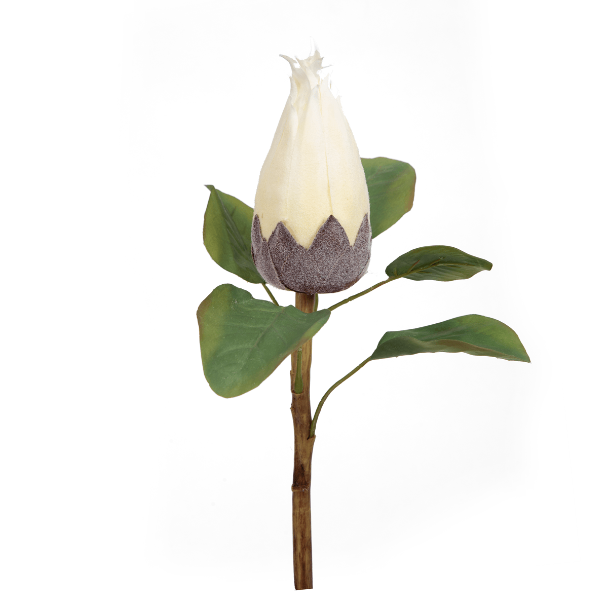 Protea Flower Bud - Home4u