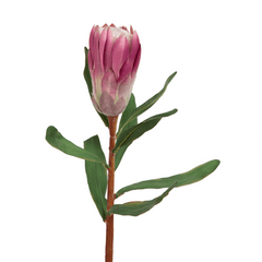 Princess Protea Flower - Home4u