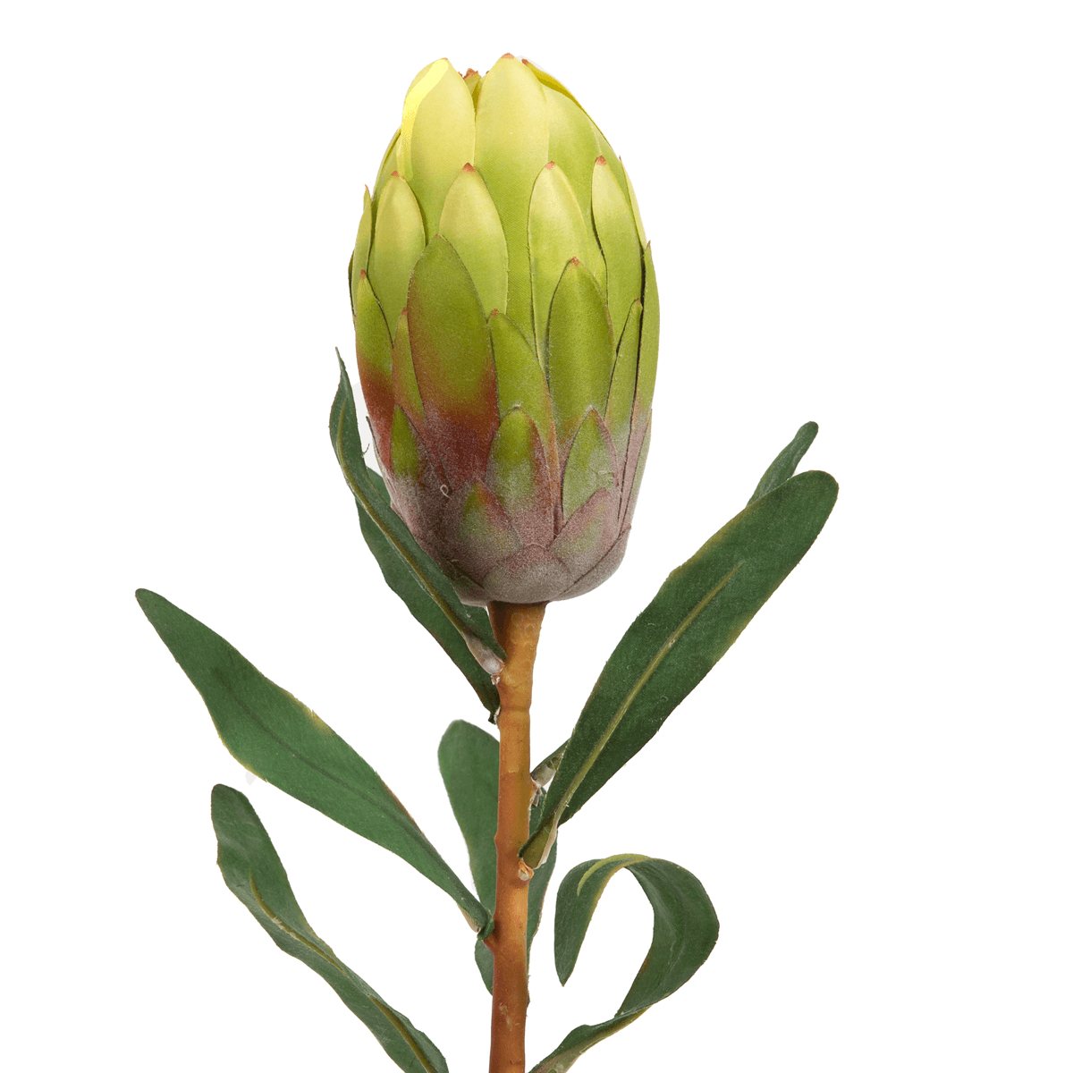 Queen Protea Flower Green - Home4u