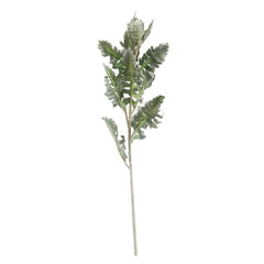 Senecio Cineraria Leaves Olive