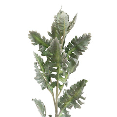 Senecio Cineraria Leaf - Home4u