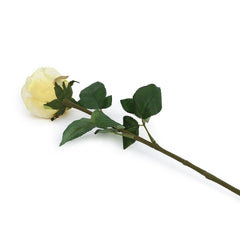 Peking Cabbage Rose with Leaves Light Yellow