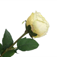 Peking Cabbage Rose with Leaves Light Yellow