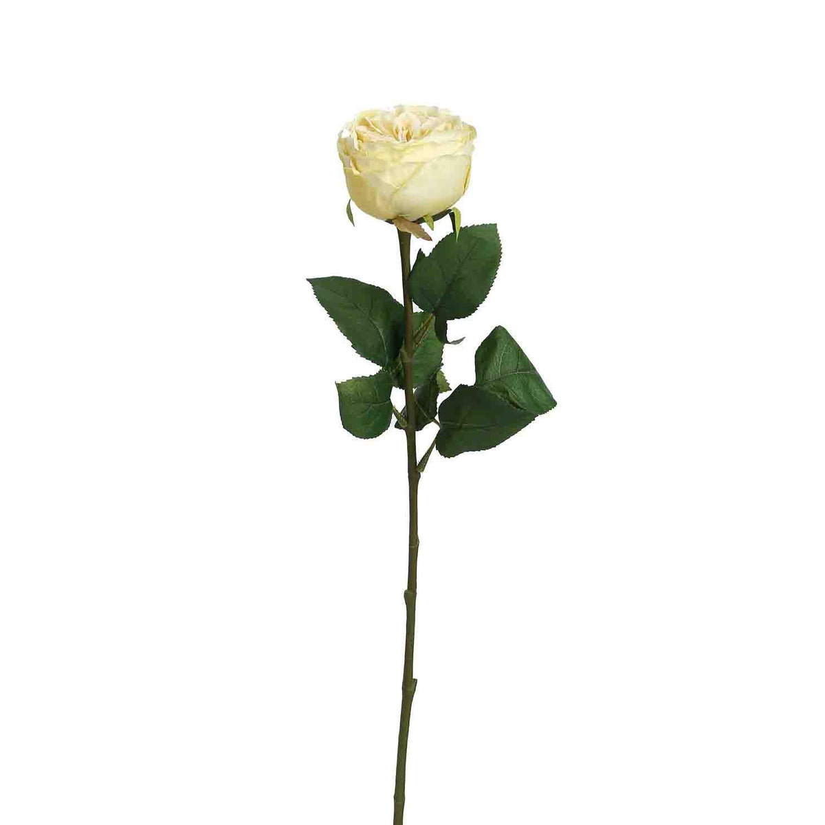 Peking Cabbage Rose with Leaves Light Yellow - Home4u