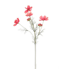 Cosmos Pink Flowers