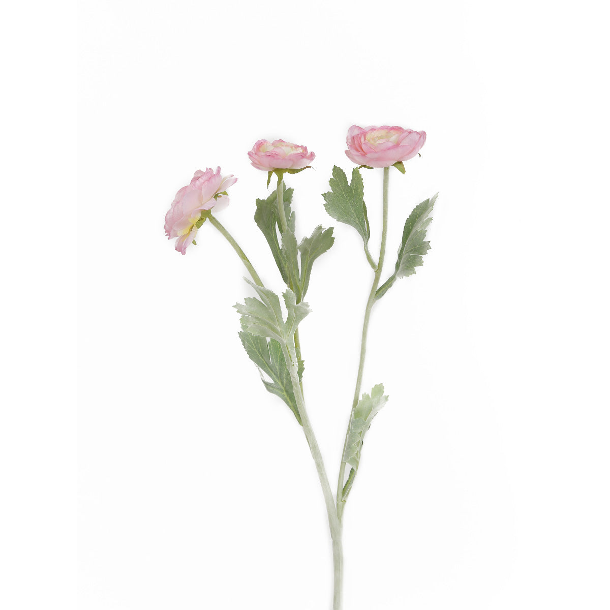 Aconitum Baby Pink Flowers