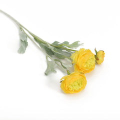 Aconitum Yellow Flowers