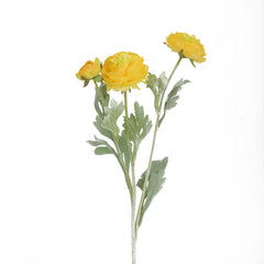 Aconitum Yellow Flowers