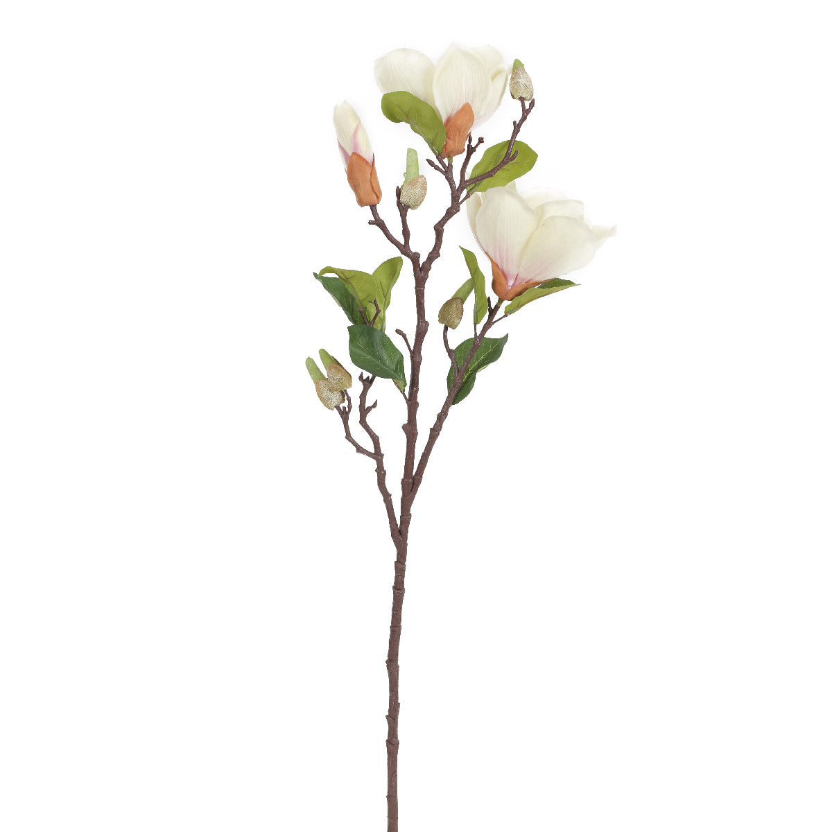 Magnolia White Flowers