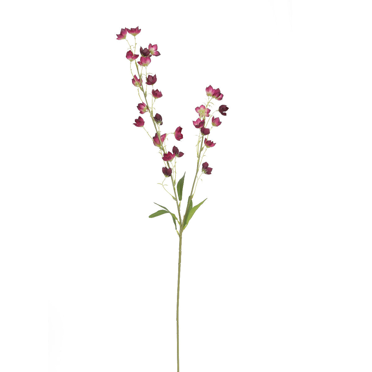 Violet Bellflowers