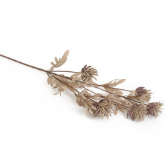 Thistle Mauve Flowers