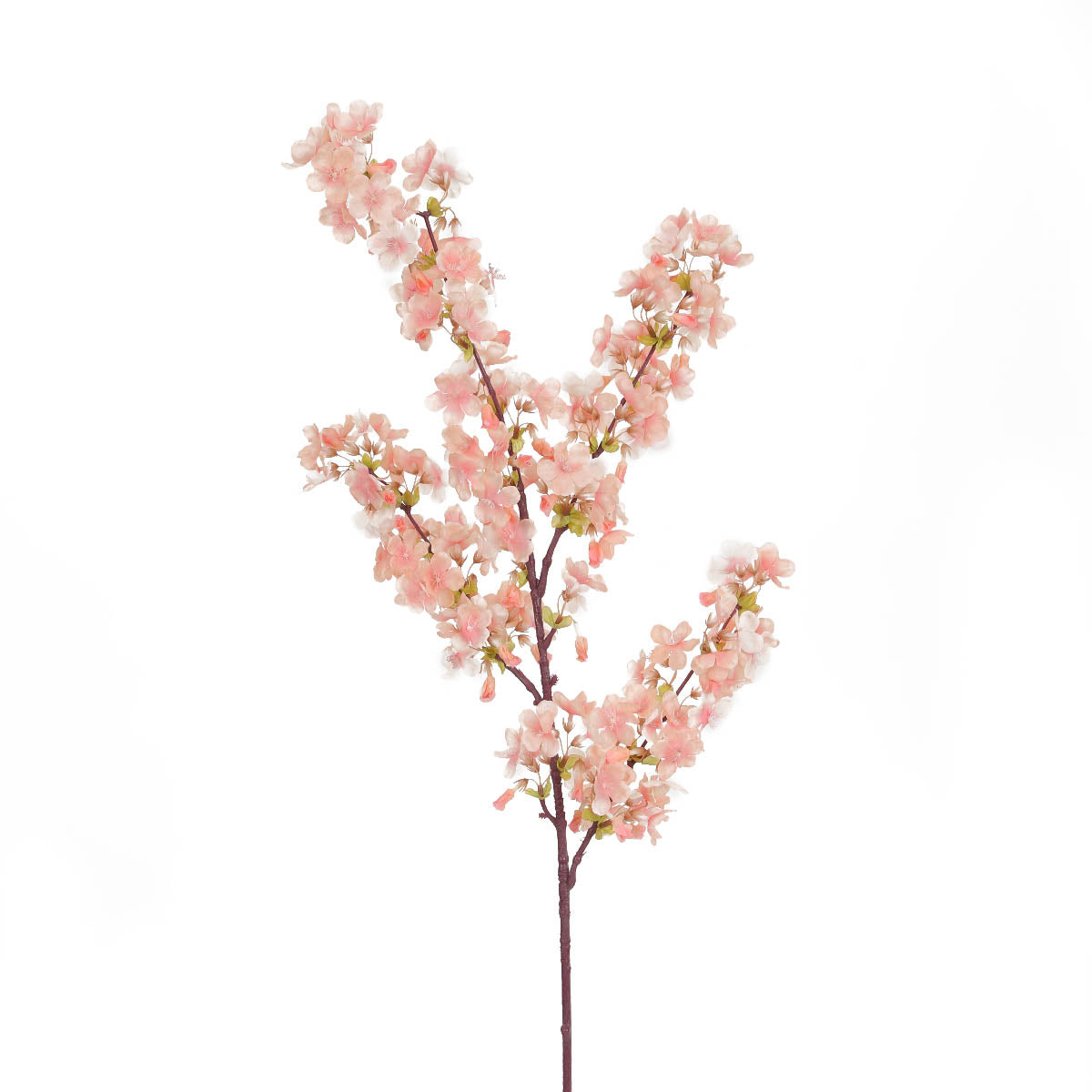 Peach Cherry Blossom Flowers