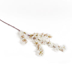 White Cherry Blossom Flowers