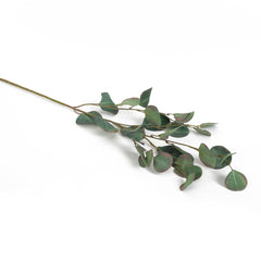 Green Eucalyptus Stem