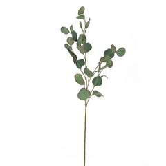 Green Eucalyptus Stem
