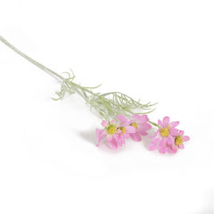 Pink Sky Cosmos Flowers