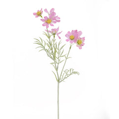 Pink Sky Cosmos Flowers