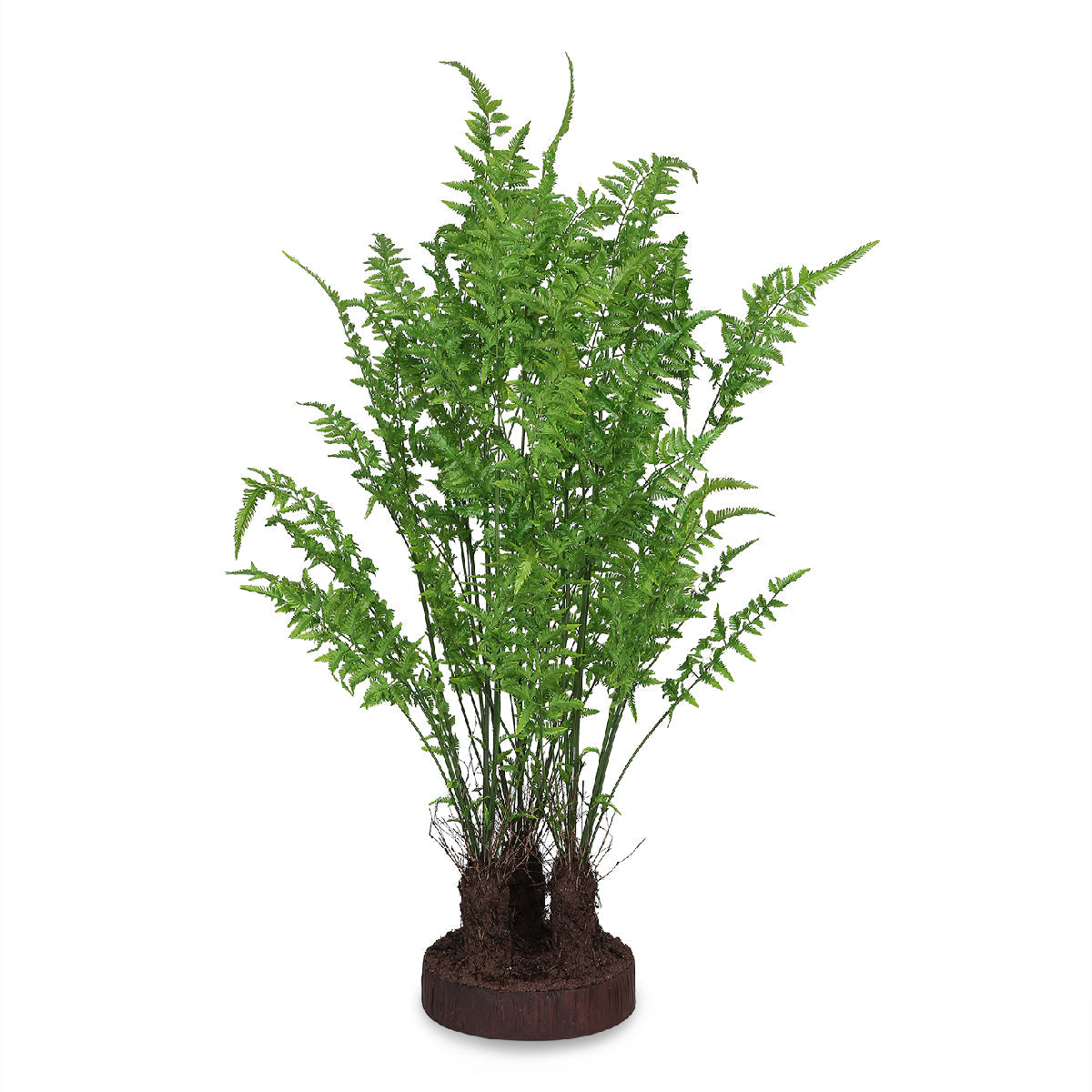 Ferns