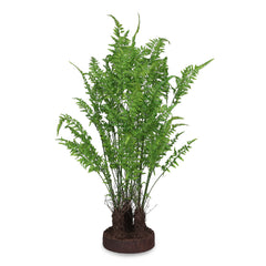 Ferns