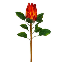 Protea Flowers - Home4u