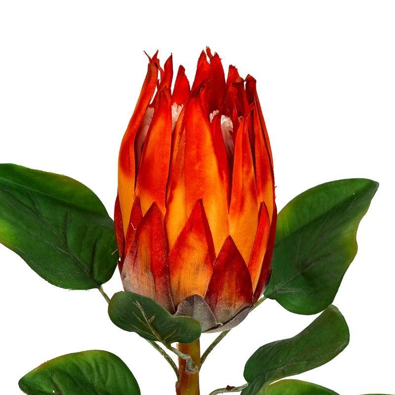 Protea Flowers - Home4u