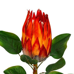 Protea Flowers - Home4u