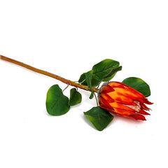 Protea Flowers - Home4u